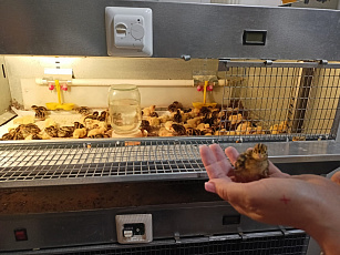 Будущие профессионалы в области разведения и содержания птиц